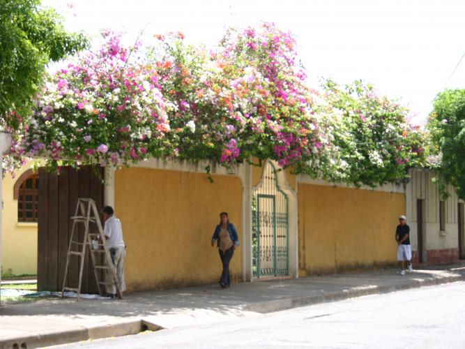 Zu sehen ist eine typische Straßenansicht von San Marcos. Die Häuser und Grundstücksmauern sind mit bunten Blumen und Sträuchern voll gehangen.
